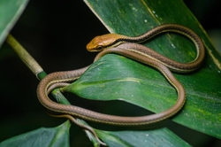 Dendrelaphis pictus