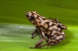 Dendrobates auratus Campana