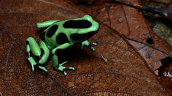 Dendrobates auratus green