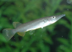 Dermogenys sp. Silver Cobalt