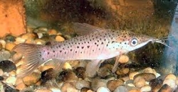 Diadema longibarbis - Dianema dlouhovousá 5 - 6 cm      