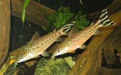 Diadema urostriata Wild