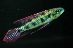 Dicrossus maculatus Wild