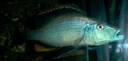 Dimidiochromis compressiceps Zaire  