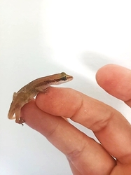 Dixonius kaweesaki