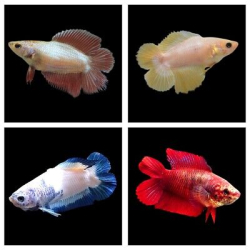 Betta splendens- Double Tail - Female  XL