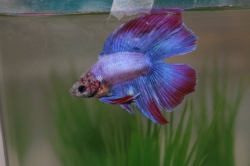 Betta splendens - Double Tail Male 