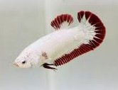 Betta spl. female dragon ML