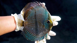 Symphysodon discus "Heckel High Blue Half Moon Nhamunda" WILD  