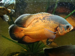 Astronotus ocellatus Red Oscar