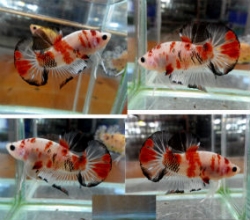 Betta splendens - KOI Short Tail Plakat - Female