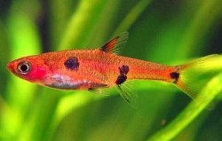 Rasbora(Boraras) maculata