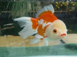 Carassius auratus l.f.Oranda Red/White