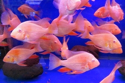 Acarichthys heckeli "Albino Super Red"