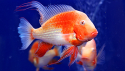 Acarichthys heckeli Albino "Super red" Taiwan S - Akara Heckelova
