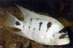 Maskaheros argenteus (Vieja argentea)  L