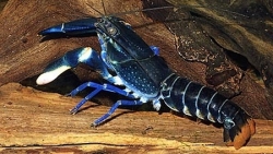 Cherax sp. "Blue Moon"