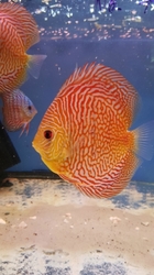 Symphysodon sp. Red Leopard Tiger  