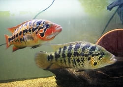 Parachromis motaguensis "Naranjo" EU breed