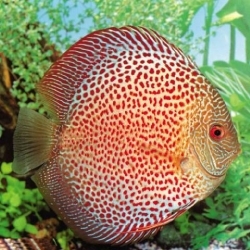 Symphysodon sp. Red Leopard spotted  L 