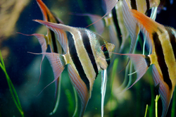 Pterophyllum altum "Orinoco" F1 EU odchov 