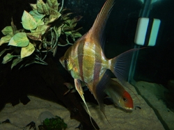 Pterophyllum altum "Orinoco - Inirida" Wild S