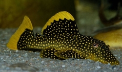 L-081 Baryancistrus sp.