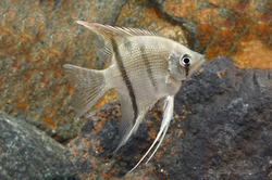 Pterophyllum dumerilli 