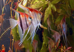 Pterophyllum scalare Manacapuru Red shoulder EU odchov F1 SM