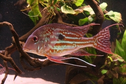 Geophagus winemilleri EU breed F1