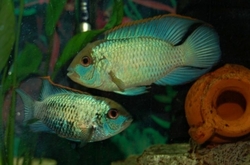 Nannacara anomala Blue neon