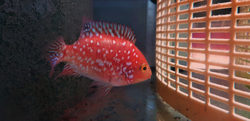 Cichlasoma sp. Flowerhorn Red Texas Full color Grade AAA 