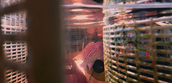 Cichlasoma sp. Flowerhorn Red Texas Full color Grade AAA 