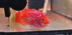 Cichlasoma sp. Flowerhorn Red Texas Full color Grade AAA 