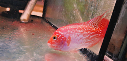 Cichlasoma sp. Flowerhorn Red Texas Full color Grade AAA 