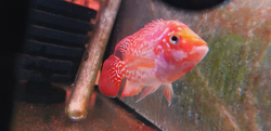 Cichlasoma sp. Flowerhorn Red Texas Full color Grade AAA 