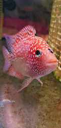 Cichlasoma sp. Flowerhorn Red Texas Full color Grade AAA 