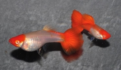 Poecilia reticulata "Koi Kohaku"