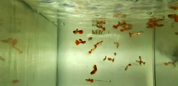 Poecilia reticulata "Koi Kohaku Albino"