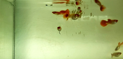 Poecilia reticulata "Koi Kohaku Albino"