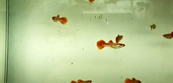 Poecilia reticulata "Koi Kohaku Albino"
