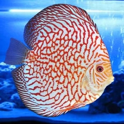 Symphysodon sp. "Pidgeon Red Map Tiger" EU odchov