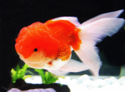 Carassius auratus l.f. Lion Head Red/White