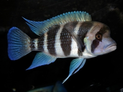 Cyphotilapia frontosa Burundi