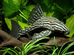 L190 Panaque nigrolineatus XL 