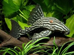 L190 Panaque nigrolineatus XL 