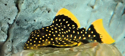 L177 Baryancistrus sp. Rio Iriri