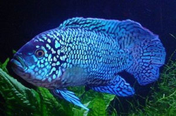 Nandopsis octofasciata "Electric Blue Dempsey Jack"