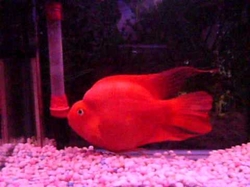 Cichlasoma sp. Blood parrot super red / violet King Kong L 