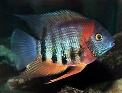 Heros efasciatus